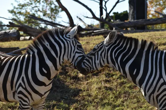 Casino Slots Cafe Ënnerstëtzung